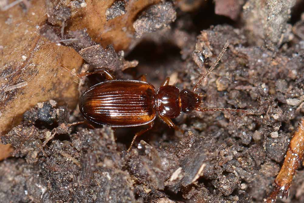 Trechus quadristriatus  (Carabidae)